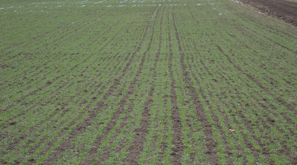 Na predaj pozemok v Kamienke pri Humennom.