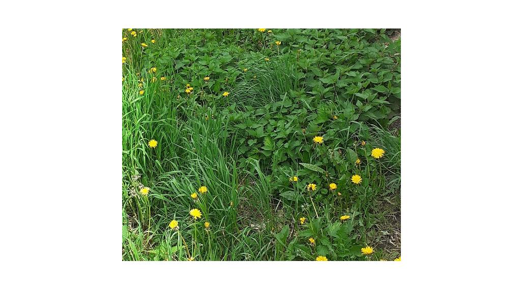 Na predaj pozemok v Kamienke.