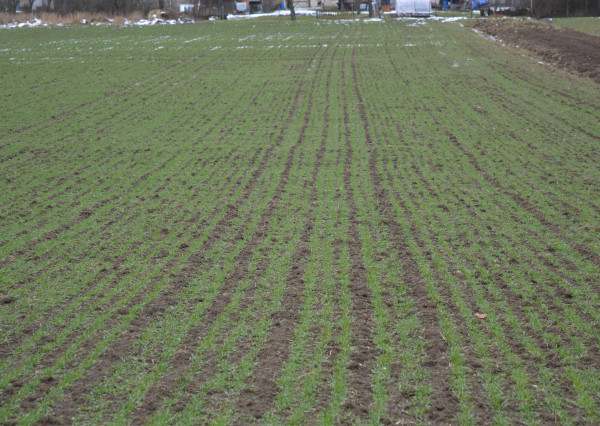 Na predaj pozemok v Kamienke pri Humennom.