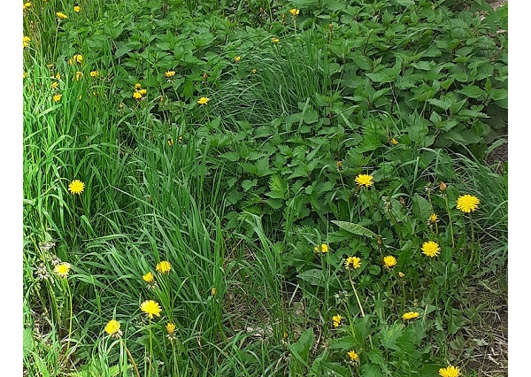 Na predaj pozemok v Kamienke.