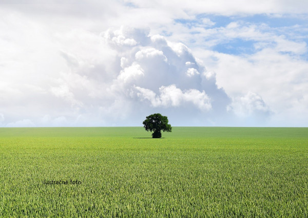 Na predaj stavebný pozemok v Michalovciach.